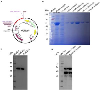 Identification of a novel B-cell epitope of the African swine fever virus p34 protein and development of an indirect ELISA for the detection of serum antibodies